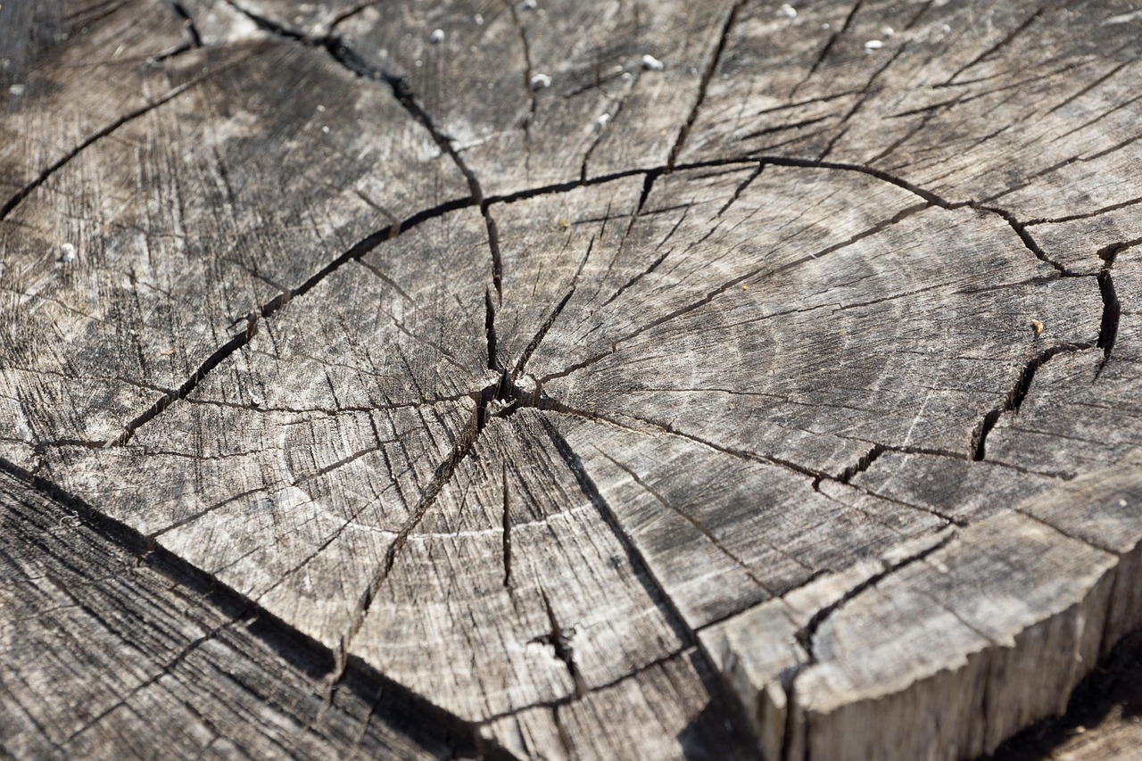 wood, log, stump, tree stump, wooden, annual rings, grain, old, dry, nature, cracked, tree, wood, wood, wood, wood, wood, log, stump, stump, tree stump, tree stump, tree stump, tree
